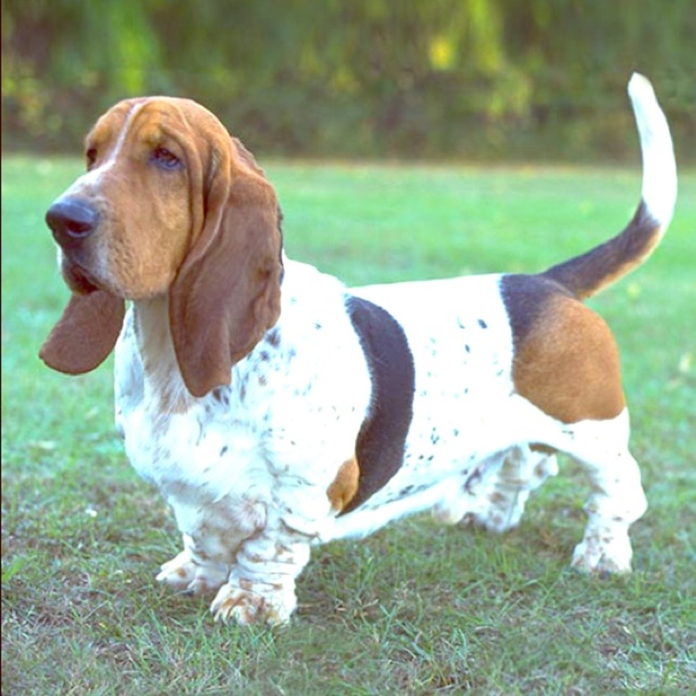 ISO BASSET HOUND ITEMS